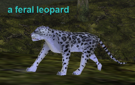 A Feral Leopard