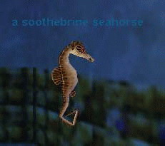 a soothebrine seahorse