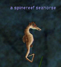 a spinereef seahorse