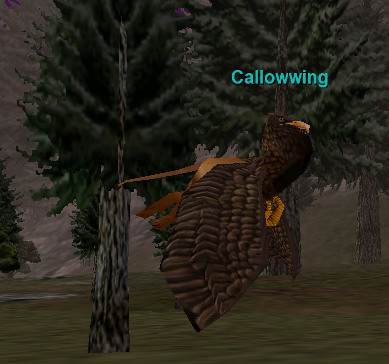 Callowwing