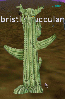 a bristly succulent