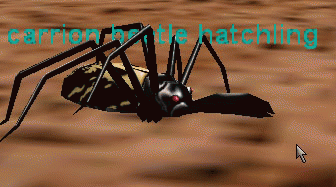 a carrion beetle hatchling