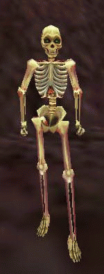 a skeleton