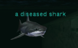 a diseased shark