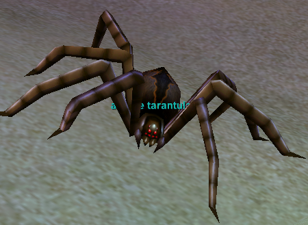 a dune tarantula