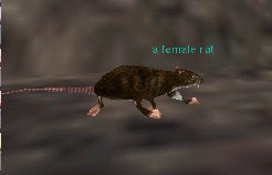 a female rat