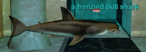 a frenzied bull shark