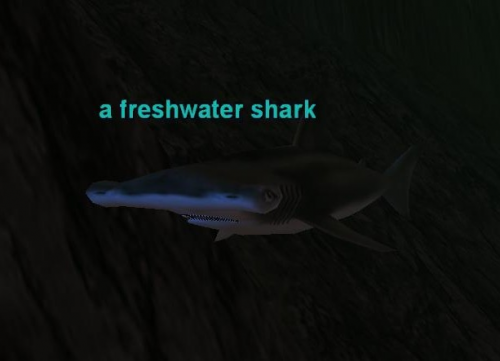 a freshwater shark