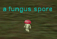 a fungus spore