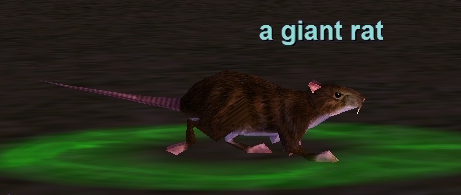 a giant rat