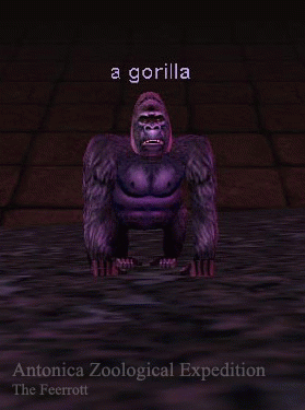 a gorilla
