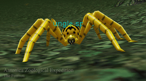 a jungle spider