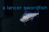 a lancer swordfish