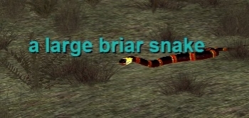 a large briar snake