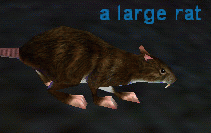 A Large Rat