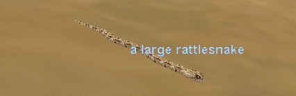 a large rattlesnake