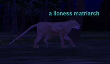 A lioness matriarch
