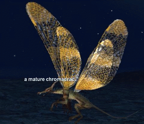 a mature chromadrac
