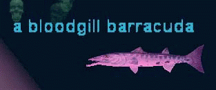 a bloodgill barracuda