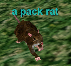 a pack rat