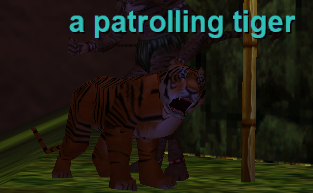 a patrolling tiger