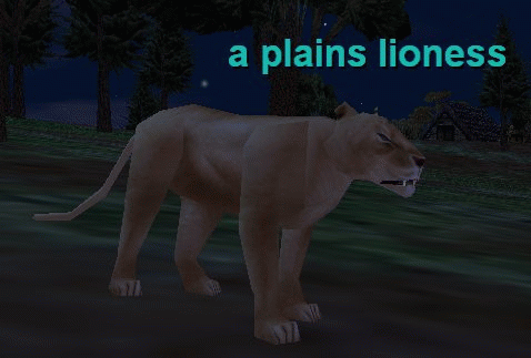 a plains lioness