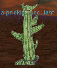 a prickly succulent