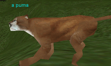 a puma
