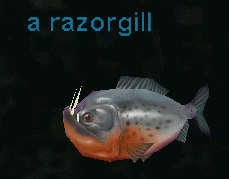 a razorgill