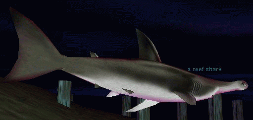 a reef shark