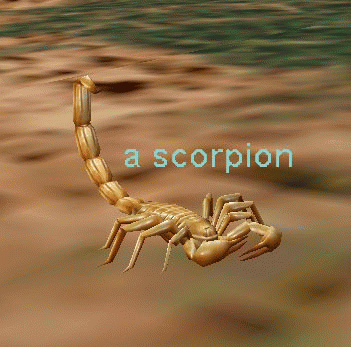 a scorpion