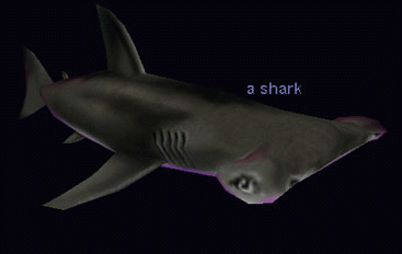 a shark