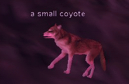 a small coyote