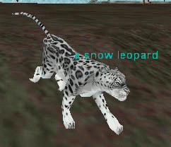 a snow leopard