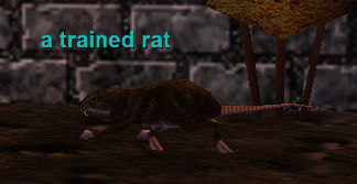 a trained rat