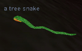 a tree snake
