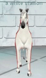 a white stallion