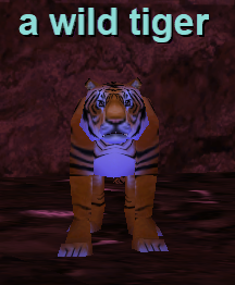 a wild tiger