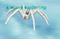a wooly spiderling