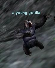 a young gorilla