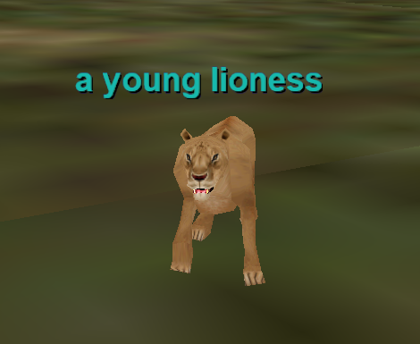 a young lioness