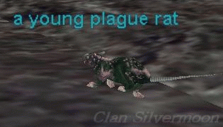 a young plague rat