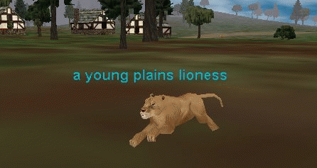 a young plains lioness