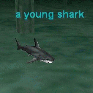 a young shark