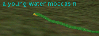 a young water moccasin