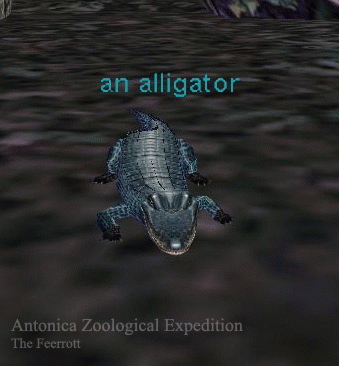 an alligator