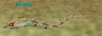 an asp