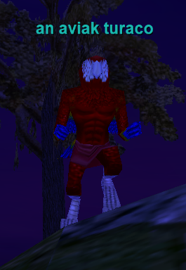 an aviak turaco