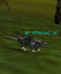 an infected rat