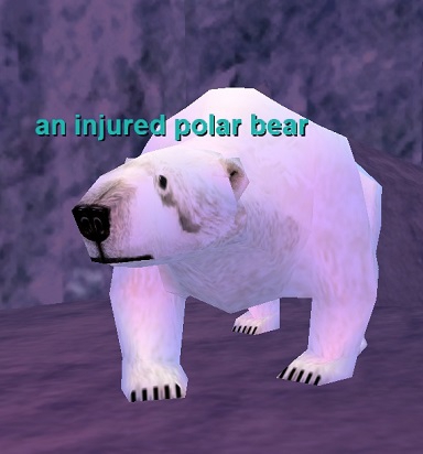 an injured polar bear
